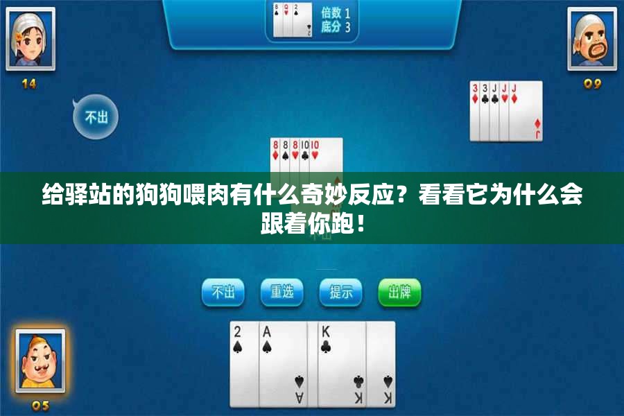 给驿站的狗狗喂肉有什么奇妙反应？看看它为什么会跟着你跑！