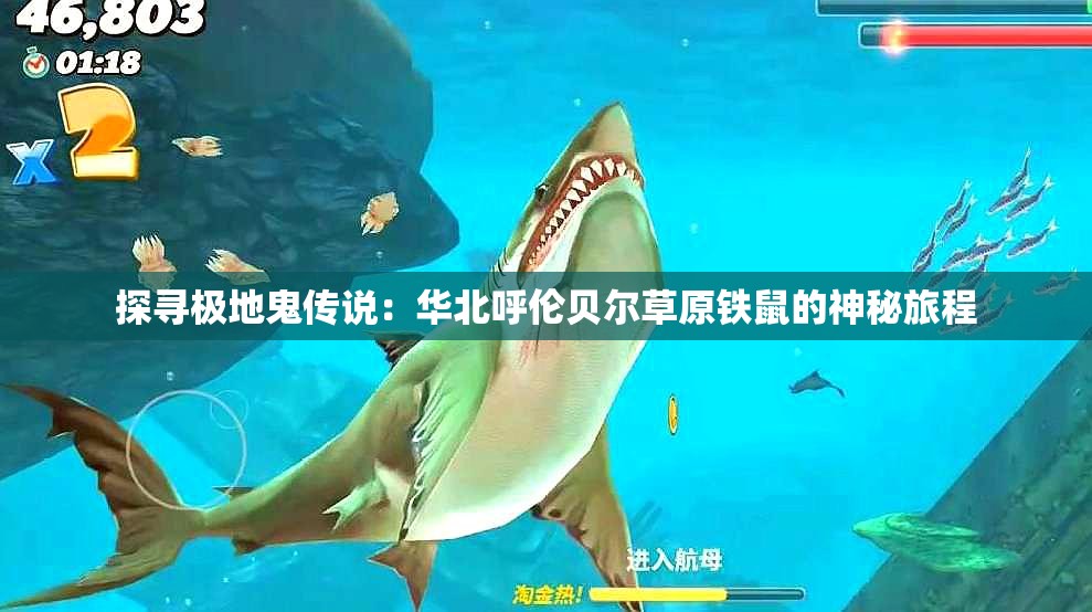 探寻极地鬼传说：华北呼伦贝尔草原铁鼠的神秘旅程