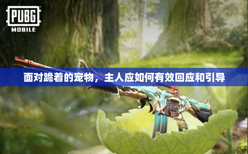 面对跪着的宠物，主人应如何有效回应和引导